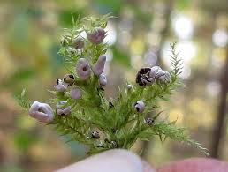 Attēlu rezultāti vaicājumam “Oligonema persimile sessile”