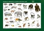 <b>mammals</b>/primates of Loango