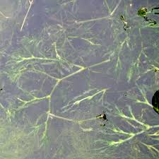 Attēlu rezultāti vaicājumam “Najas major”