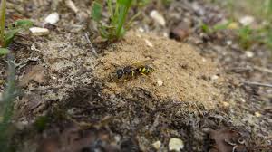 Attēlu rezultāti vaicājumam “Tenthredo scrophulariae exuvia”
