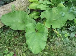 Attēlu rezultāti vaicājumam “Arctium lappa leaf”