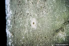 Attēlu rezultāti vaicājumam “Neonectria coccinea”