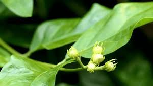 Attēlu rezultāti vaicājumam “Corydalis solida fruit”
