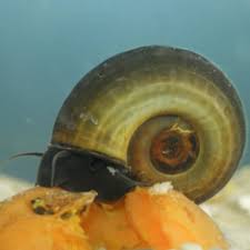 Attēlu rezultāti vaicājumam “Planorbis planorbis”