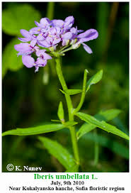 Image result for Iberis umbellata