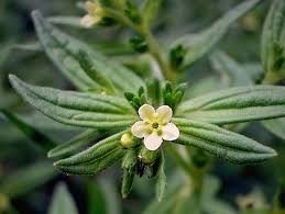 Attēlu rezultāti vaicājumam “Lithospermum officinale”