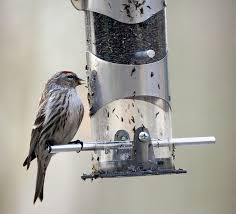 Attēlu rezultāti vaicājumam “Carduelis flammea female”