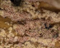 Attēlu rezultāti vaicājumam “Tilachlidium brachiatum”