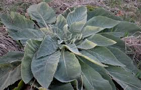 Attēlu rezultāti vaicājumam “Verbascum densiflorum leaf”