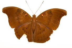 Attēlu rezultāti vaicājumam “Hoplia parvula imago”