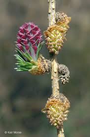 Attēlu rezultāti vaicājumam “Larix kaempferi female flower”
