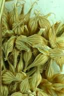 Attēlu rezultāti vaicājumam “Carex viridula fruit”