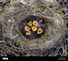 Attēlu rezultāti vaicājumam “Erithacus rubecula nest”