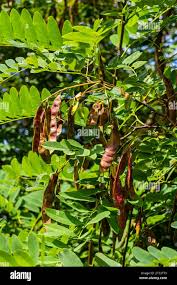 Attēlu rezultāti vaicājumam “Robinia pseudoacacia fruit”