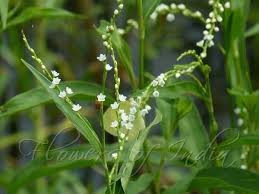 Attēlu rezultāti vaicājumam “Persicaria hydropiper”