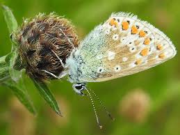 Attēlu rezultāti vaicājumam “Polyommatus icarus male”