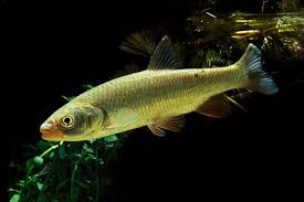 Image result for Squalius cephalus