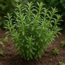 Image result for Satureja hortensis