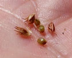 Attēlu rezultāti vaicājumam “Juncus capitatus”