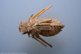 Attēlu rezultāti vaicājumam “exuvia”