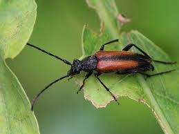 Attēlu rezultāti vaicājumam “Stenurella melanura”