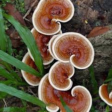 Attēlu rezultāti vaicājumam “Ganoderma lucidum”