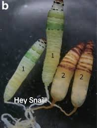 Attēlu rezultāti vaicājumam “Leucochloridium paradoxum larva”