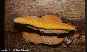 Attēlu rezultāti vaicājumam “Hapalopilus croceus”