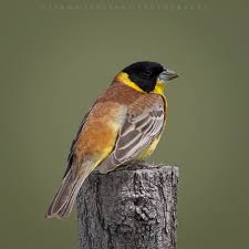 Image result for Emberiza melanocephala