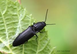 Attēlu rezultāti vaicājumam “Ectinus aterrimus”