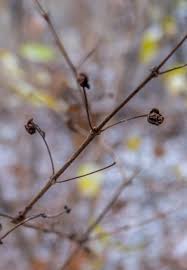 Attēlu rezultāti vaicājumam “Lonicera tatarica bud”