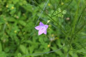 Attēlu rezultāti vaicājumam “Campanula rotundifolia”