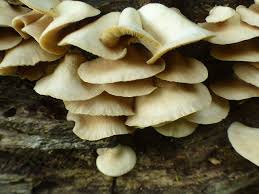 Attēlu rezultāti vaicājumam “Crepidotus applanatus”