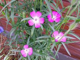 Image result for Kornrade