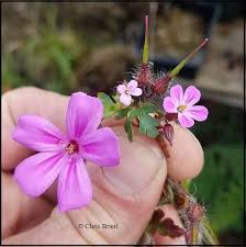 Attēlu rezultāti vaicājumam “Geranium robertianum flower”