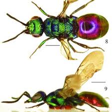 Attēlu rezultāti vaicājumam “Hedychrum sp.”