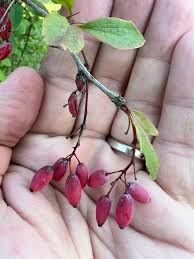Attēlu rezultāti vaicājumam “Berberis vulgaris fruit”