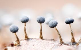 Attēlu rezultāti vaicājumam “Physarum album macro”