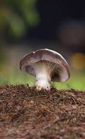 Attēlu rezultāti vaicājumam “Gomphidius glutinosus”