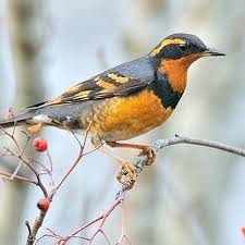 Image result for Ixoreus naevius