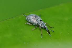 Attēlu rezultāti vaicājumam “Apion sp.”