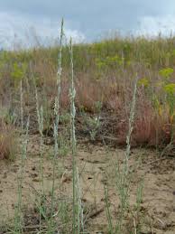 Attēlu rezultāti vaicājumam “Elytrigia repens subsp. arenosa”