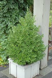 Attēlu rezultāti vaicājumam “Euonymus”