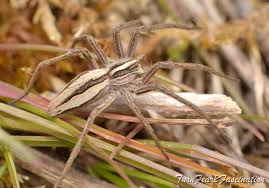 Attēlu rezultāti vaicājumam “Pisaura mirabilis female”