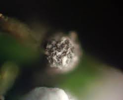 Attēlu rezultāti vaicājumam “Physarum bryocorticola”