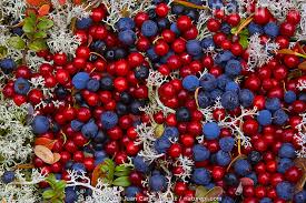 Attēlu rezultāti vaicājumam “Vaccinium vitis-idaea fruit”