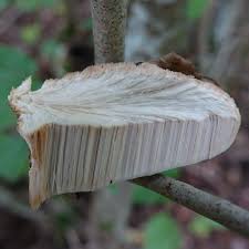 Attēlu rezultāti vaicājumam “Aurantiporus fissilis”