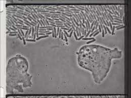 Attēlu rezultāti vaicājumam “Didymium nigripes spores”
