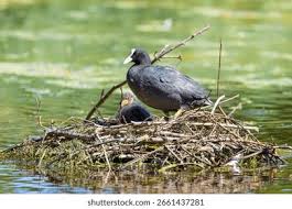 Attēlu rezultāti vaicājumam “Fulica atra adult”