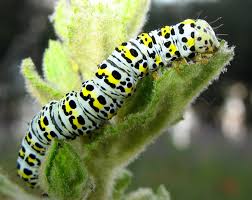 Attēlu rezultāti vaicājumam “Cucullia verbasci”